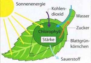 Das Bild zeigt ein Schema der Fotosynthese.
